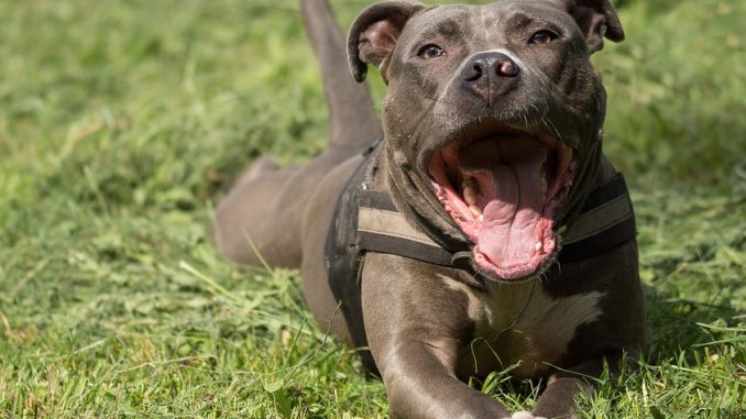 amstaff-2189337_960_720
