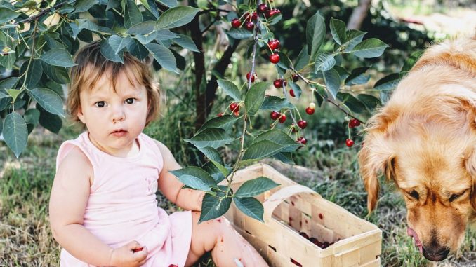 cherries-3497781_960_720