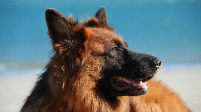 dog-1209914_960_720