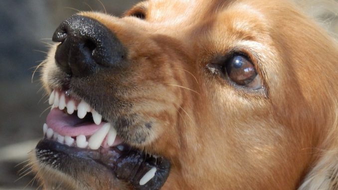 dog-329280_960_720
