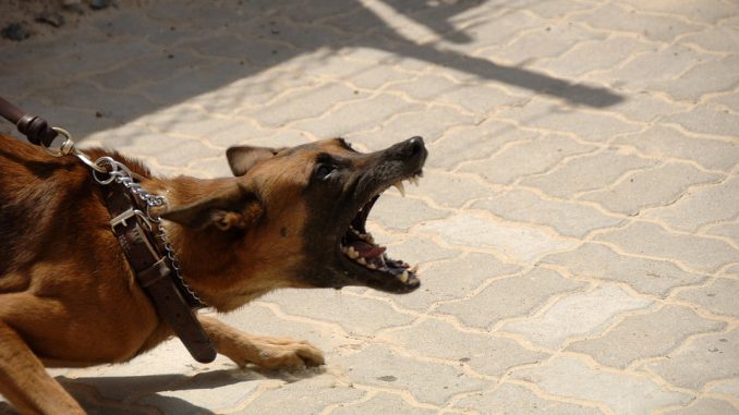 dog-900215_960_720