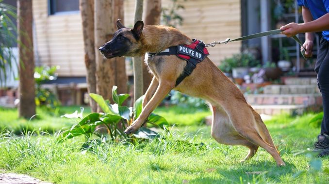 guard-dog-3494494_960_720
