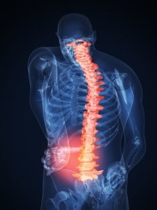 spinal-cord_4924536-225x300