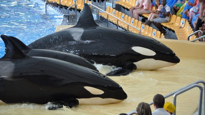 killer-whales-497817_960_720